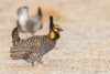 Greater prairie chickens-competing males Poster Print - Ken Archer # VARPDXNA02KAR2407