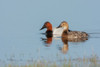 Canvasback pair Poster Print - Ken Archer # VARPDXNA02KAR2373