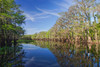 Early spring view of cypress trees reflecting on blackwater area of St Johns River-central Florida Poster Print - Adam Jones # VARPDXUS10AJE0968