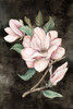 Pink Magnolia I Poster Print - Eva Watts # VARPDXEW862A