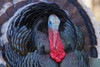 Merriams turkey courtship display Poster Print - Ken Archer # VARPDXNA02KAR2342