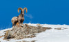 Bighorn sheep ram-frosty breath Poster Print - Ken Archer # VARPDXNA02KAR2362