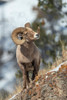 Bighorn sheep ram Poster Print - Ken Archer # VARPDXNA02KAR2363