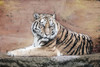 Tiger Love V2 Poster Print - Kimberly Allen # VARPDXKARC3252A