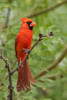 Northern cardinal Poster Print - Ken Archer # VARPDXNA02KAR2351