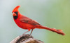 Northern cardinal Poster Print - Ken Archer # VARPDXNA02KAR2350