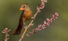 Female northern cardinal Poster Print - Ken Archer # VARPDXNA02KAR2347