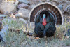 Merriams turkey courtship display Poster Print - Ken Archer # VARPDXNA02KAR2341
