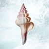 Sunshine Infused Shell 2 Poster Print - Marcus Prime # VARPDXMPSQ632B