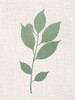 Linen Branches 2 Poster Print - Kimberly Allen # VARPDXKARC3174B