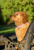 Ten week old Red Golden Retriever puppy-PR Poster Print - Janet Horton # VARPDXNA02JHO0106