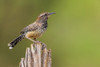 Cactus wren Poster Print - Ken Archer # VARPDXNA02KAR2319