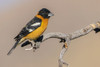 Black-headed grosbeak Poster Print - Ken Archer # VARPDXNA02KAR2309