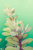 Green Blossom Poster Print - Olivia Joy # VARPDXOJ217A