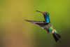 Male broad-billed hummingbird Poster Print - Ken Archer # VARPDXNA02KAR2311