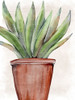 Succulent Plant 1 Poster Print - Kimberly Allen # VARPDXKARC3195A