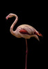 Flamingo Poster Print - Incado # VARPDXIN32744