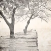 Tree Pier Poster Print - Kimberly Allen # VARPDXKASQ3270A