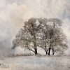 Winter Frost 2 Poster Print - Kimberly Allen # VARPDXKASQ3269B