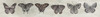 Row of Butterflies I Poster Print - Cindy Jacobs # VARPDXCIN3767
