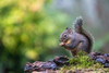 Douglas Squirrel standing on a log eating a nut Poster Print - Janet Horton # VARPDXNA02JHO0063