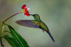 Green Crowned Brilliant hummingbird-Costa Rica Poster Print - Adam Jones # VARPDXSA22AJE0028
