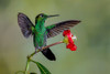 Green Crowned Brilliant hummingbird-Costa Rica Poster Print - Adam Jones # VARPDXSA22AJE0026