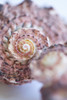 Purple Conch II Poster Print - Karyn Millet # VARPDXKY030A