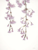 Weeping Cherry on White I Poster Print - Lori Deiter # VARPDXLD2828