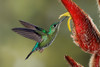Green Crowned Brilliant hummingbird-Costa Rica Poster Print - Adam Jones # VARPDXSA22AJE0021