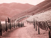 Portugal-Douro Valley-Backcountry road through the vineyards Poster Print - Terry Eggers # VARPDXEU23TEG0898