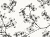 Dogwood Blossom Silhouette Poster Print - Lori Deiter # VARPDXLD2835