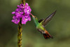Rufous tailed hummingbird-Costa Rica Poster Print - Adam Jones # VARPDXSA22AJE0013