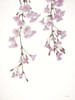 Weeping Cherry on White II Poster Print - Lori Deiter # VARPDXLD2829