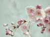 Pastel Weeping Cherry Blossom II Poster Print - Lori Deiter # VARPDXLD2827