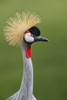 African crowned crane Poster Print - Adam Jones # VARPDXNA02AJE1133