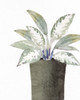 Olive Pot 2 Poster Print - Kimberly Allen # VARPDXKARC3150B