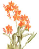 Orchid Love 2 Poster Print - Allen Kimberly # VARPDXKARC3133B