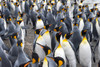 King penguins on the beach-St-Andrews Bay-South Georgia-Antarctica Poster Print - Keren Su # VARPDXAN02KSU0205