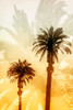 Palm Dreams Poster Print - Norm Stelfox # VARPDXNR636A