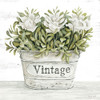 Vintage Floral Poster Print - Cindy Jacobs # VARPDXCIN3547