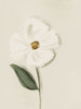 White Flower 2 Poster Print - Leah Straatsma # VARPDXLSRC568B