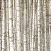 Birch Forest Poster Print - Kimberly Allen # VARPDXKASQ3158A