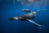 Humpback Whale Familys Poster Print - Barathieu Gabriel # VARPDX778844