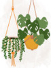 Hanging Plants Poster Print - Kimberly Allen # VARPDXKARC3050A