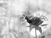 Wild Flowers II Poster Print - Lori Deiter # VARPDXLD2404