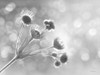 Wild Flowers I Poster Print - Lori Deiter # VARPDXLD2403
