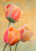 Golden Tulips I Poster Print - Luca Villa # VARPDX3LC5830