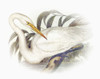 Sentimental Plumage II Poster Print - Steve Hunziker # VARPDX81923