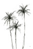 Shadow Palms IV Poster Print - Chris Paschke # VARPDX78873